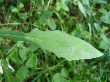 Longues feuilles molles embrassantes et cordées à la base. Les supérieures sont lancéolées et les inférieures ovales. Le verso est glauque. Agrandir dans une nouvelle fenêtre (ou onglet)